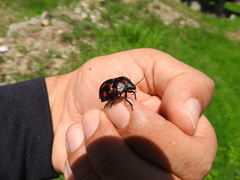 Pachycoris torridus