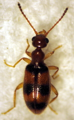 Sapintus rarus