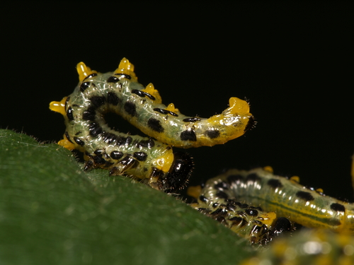 Hazel Sawfly, photo 10 of 10
