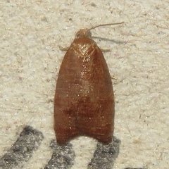 Cenopis diluticostana