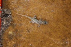 Hemidactylus frenatus