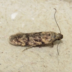 Chionodes thoraceochrella