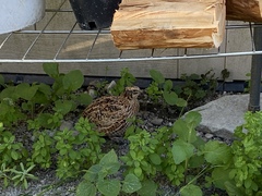Coturnix