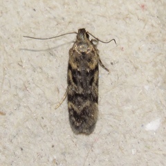 Chionodes thoraceochrella