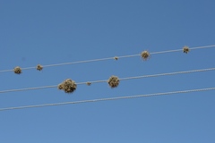 Tillandsia capillaris