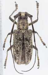 Pelargoderus
