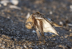Calidris alba