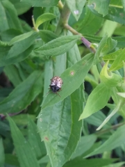 Calligrapha philadelphica