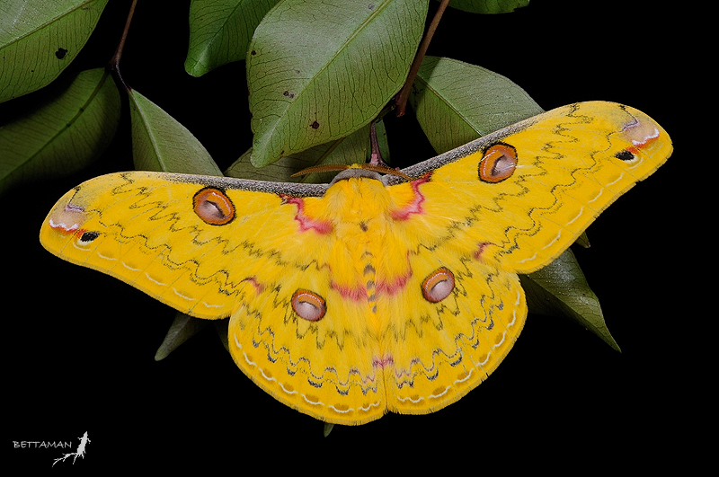 Golden Emperor Moths