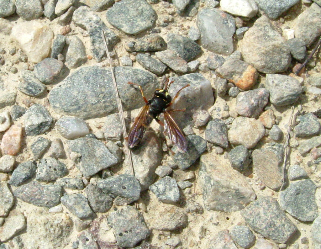 Large Black Beegrabber