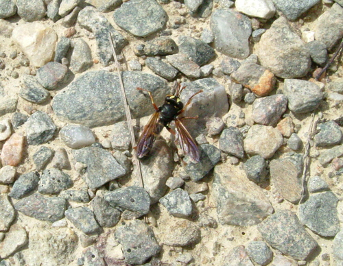 Large Black Beegrabber