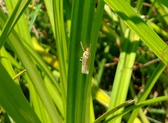 Crambus agitatellus
