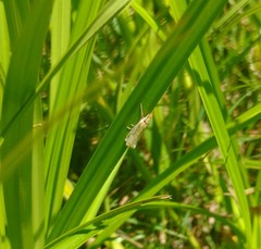 Crambus agitatellus