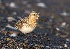 Calidris alba