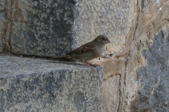 Passer domesticus