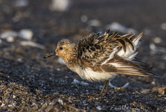 Calidris alba