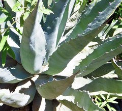 Agave × arizonica