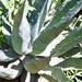 Agave × arizonica - Photo (c) johnyochum,  זכויות יוצרים חלקיות (CC BY), הועלה על ידי johnyochum