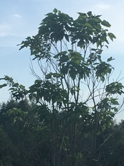 Catalpa speciosa