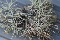 Tillandsia capillaris