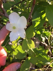 Anemonastrum deltoideum