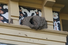 Pygochelidon cyanoleuca cyanoleuca