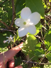 Anemonastrum deltoideum