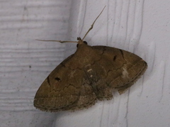 Zanclognatha protumnusalis