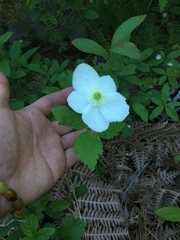 Anemonastrum deltoideum