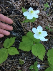 Anemonastrum deltoideum