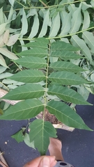 Ailanthus altissima