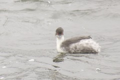 Podiceps occipitalis juninensis