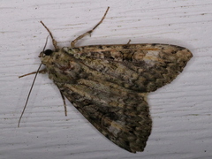 Anaplectoides prasina