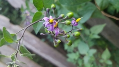 Solanum dulcamara