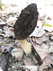 Morchella angusticeps