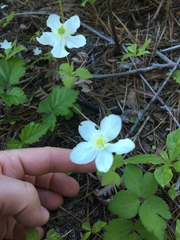 Anemonastrum deltoideum