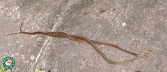 Chironius fuscus