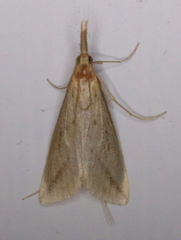 Donacaula longirostrallus