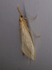 Donacaula longirostrallus