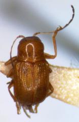 Cryptocephalus constricticollis