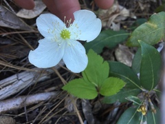 Anemonastrum deltoideum