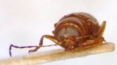 Cryptocephalus constricticollis