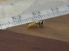 Sphaerophoria scripta