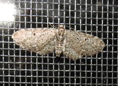 Eupithecia perfusca
