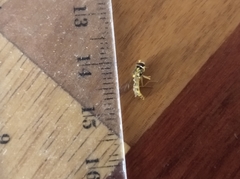 Sphaerophoria scripta