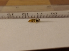 Sphaerophoria scripta