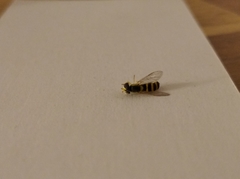 Sphaerophoria scripta