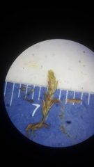 Cyperus esculentus leptostachyus