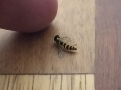 Sphaerophoria scripta