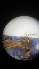 Cyperus esculentus leptostachyus
